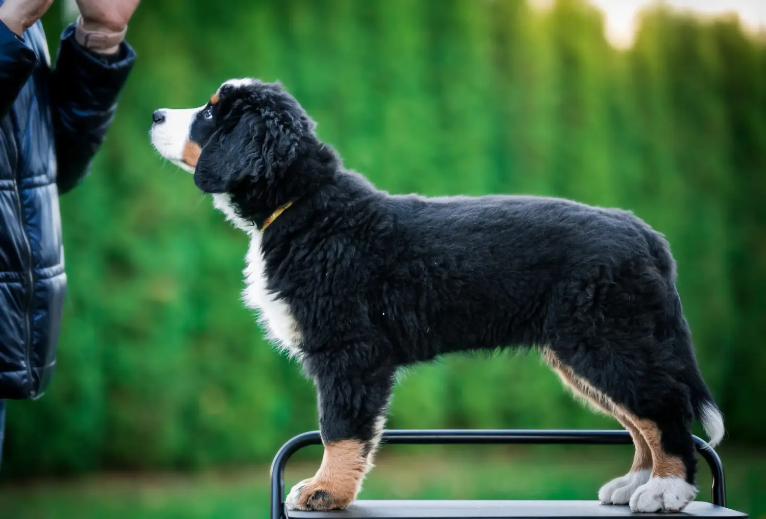 Buying a Bernese Mountain Dog puppy means taking responsibility! Buy Bernese Mountain Dog puppies.