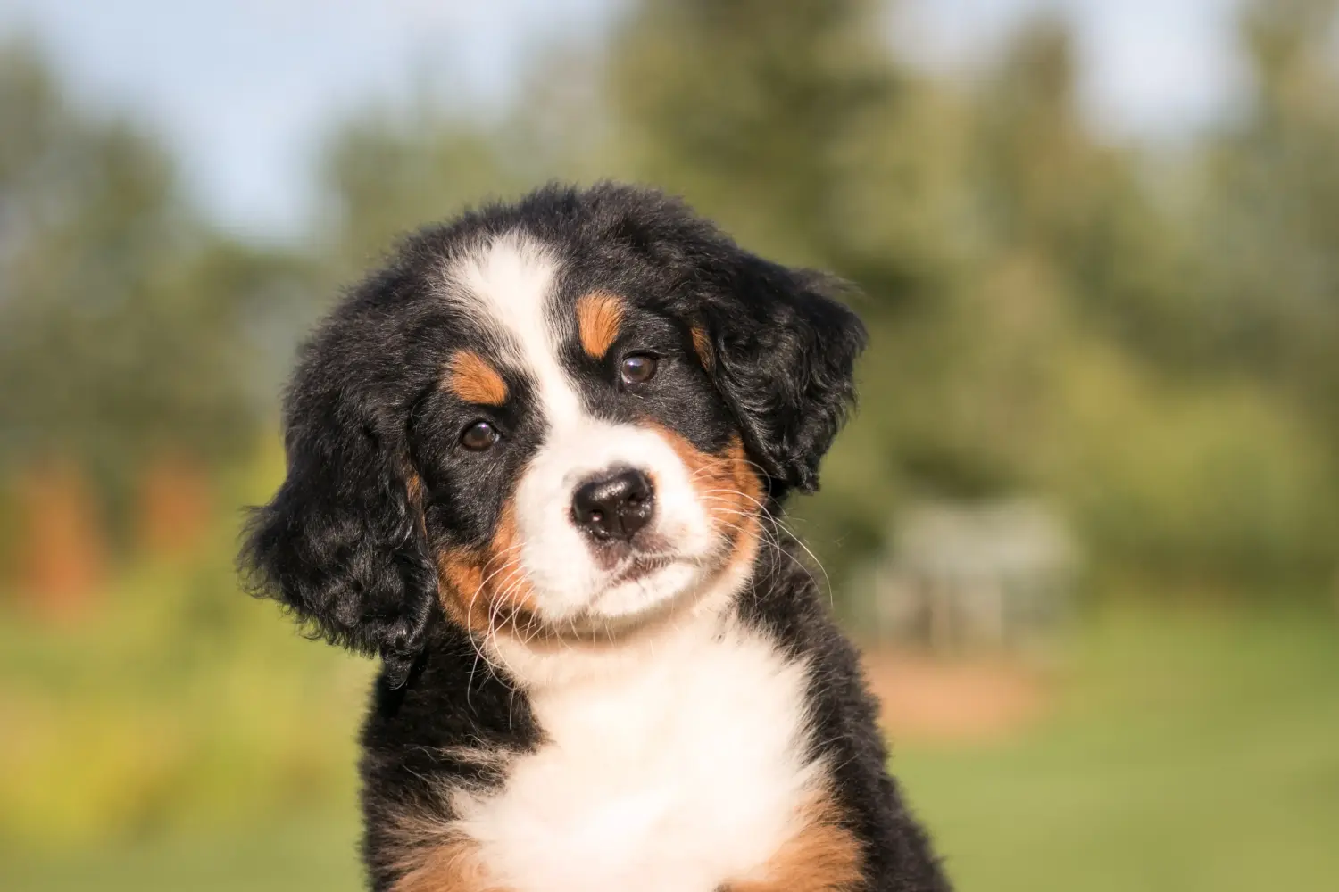 Buying a Bernese Mountain Dog puppy means taking responsibility! Buy Bernese Mountain Dog puppies.