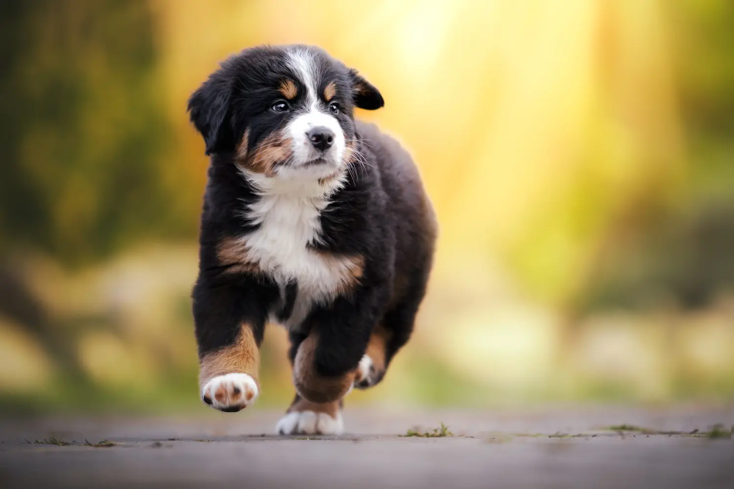 Buying a Bernese Mountain Dog puppy means taking responsibility! Buy Bernese Mountain Dog puppies.