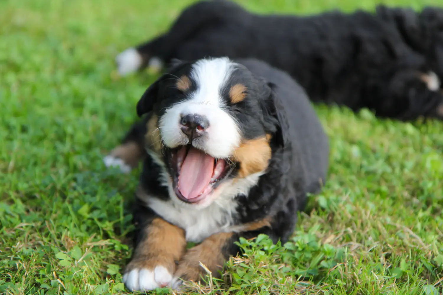 Buying a Bernese Mountain Dog puppy means taking responsibility! Buy Bernese Mountain Dog puppies.
