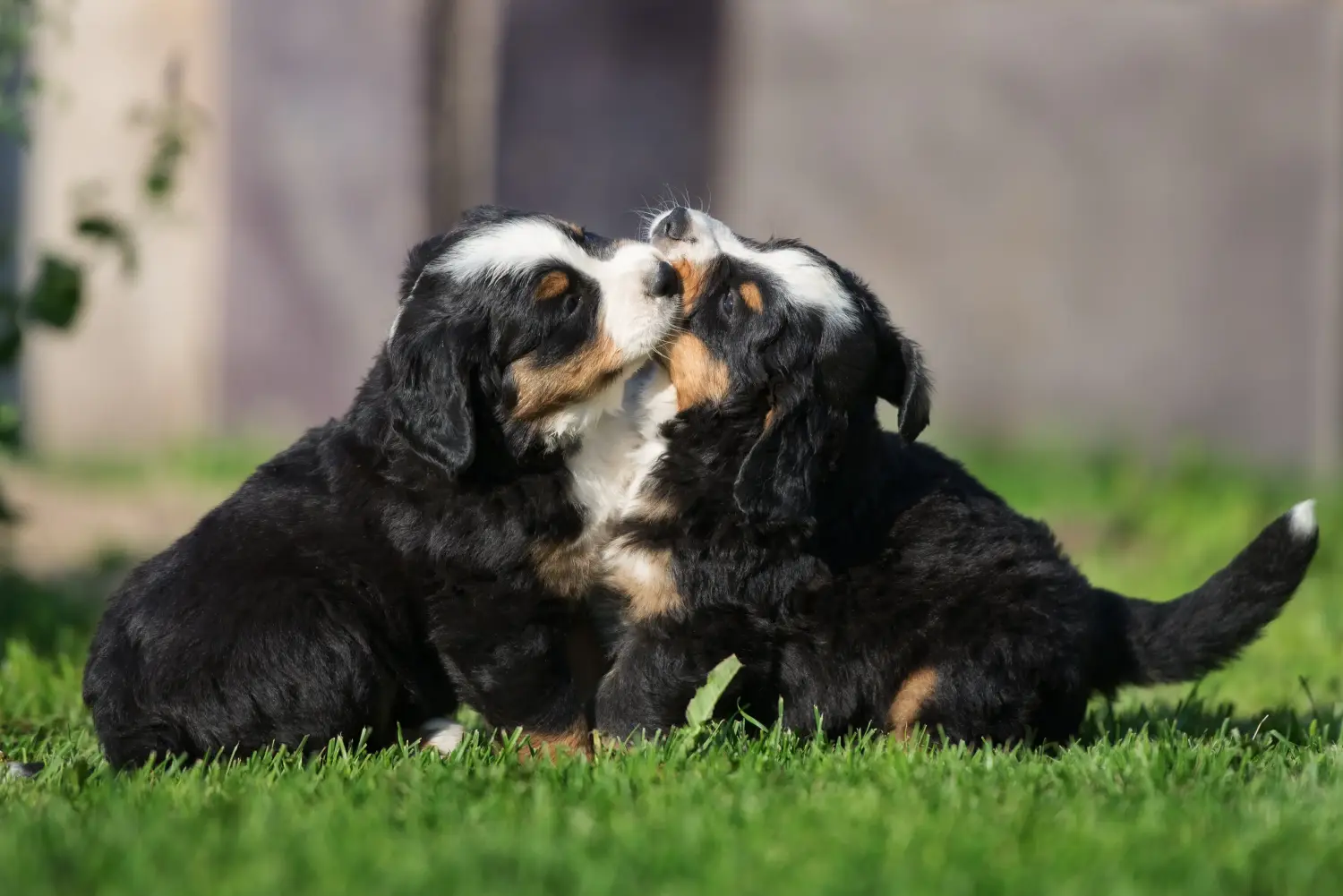 Buying a Bernese Mountain Dog puppy means taking responsibility! Buy Bernese Mountain Dog puppies.