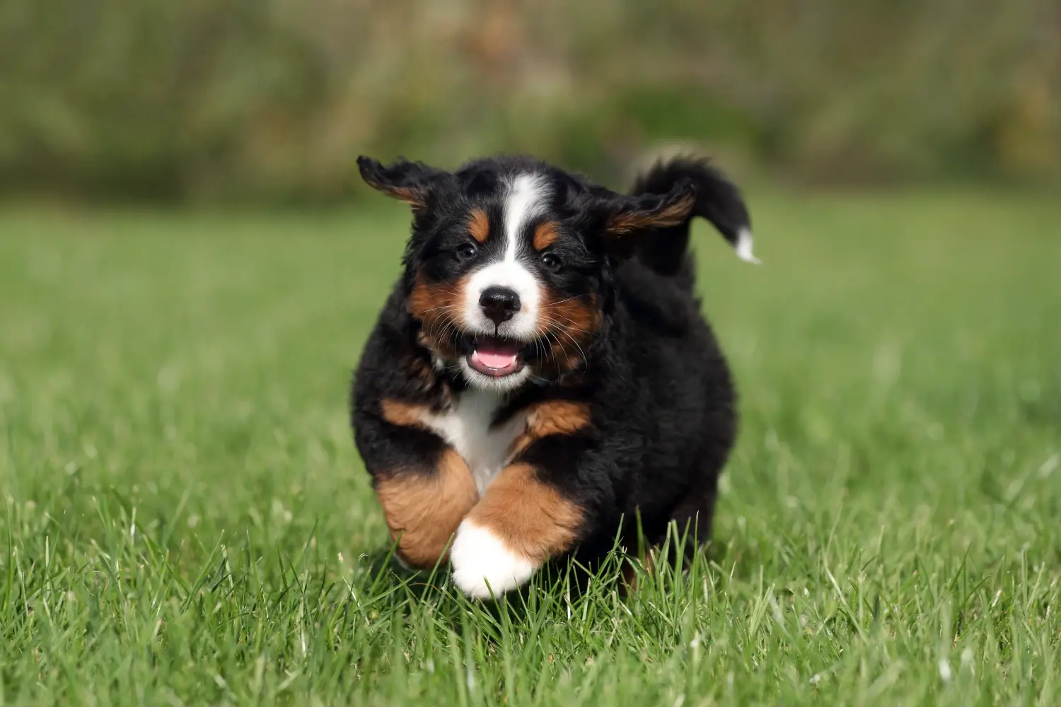Buying a Bernese Mountain Dog puppy means taking responsibility! Buy Bernese Mountain Dog puppies.