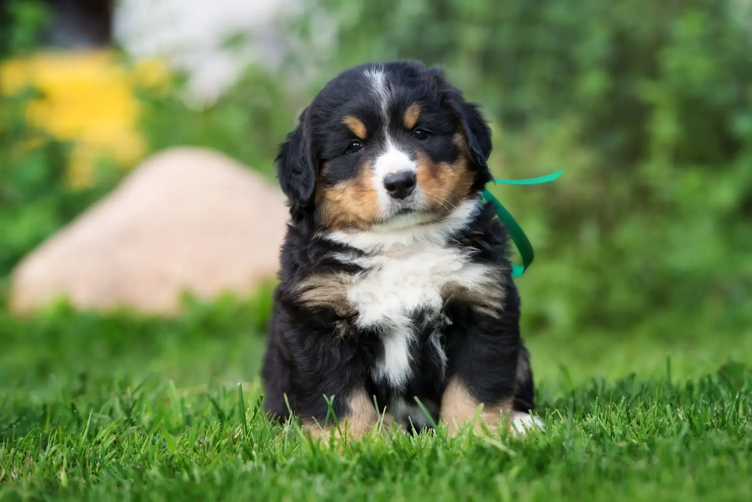 Buying a Bernese Mountain Dog puppy means taking responsibility! Buy Bernese Mountain Dog puppies.