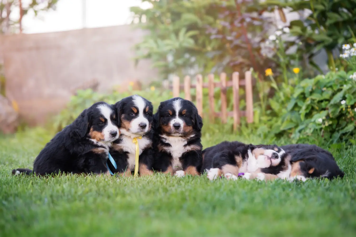 Buying a Bernese Mountain Dog puppy means taking responsibility! Buy Bernese Mountain Dog puppies.