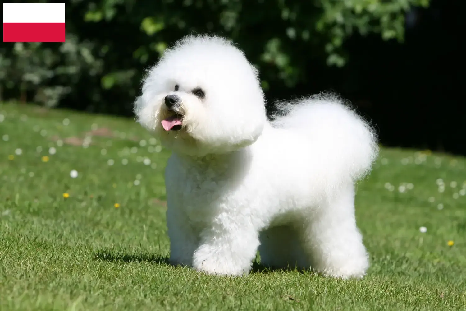 Bichon Frisé puppies and breeders Poland Find Bichon Frisé breeders in Poland.
