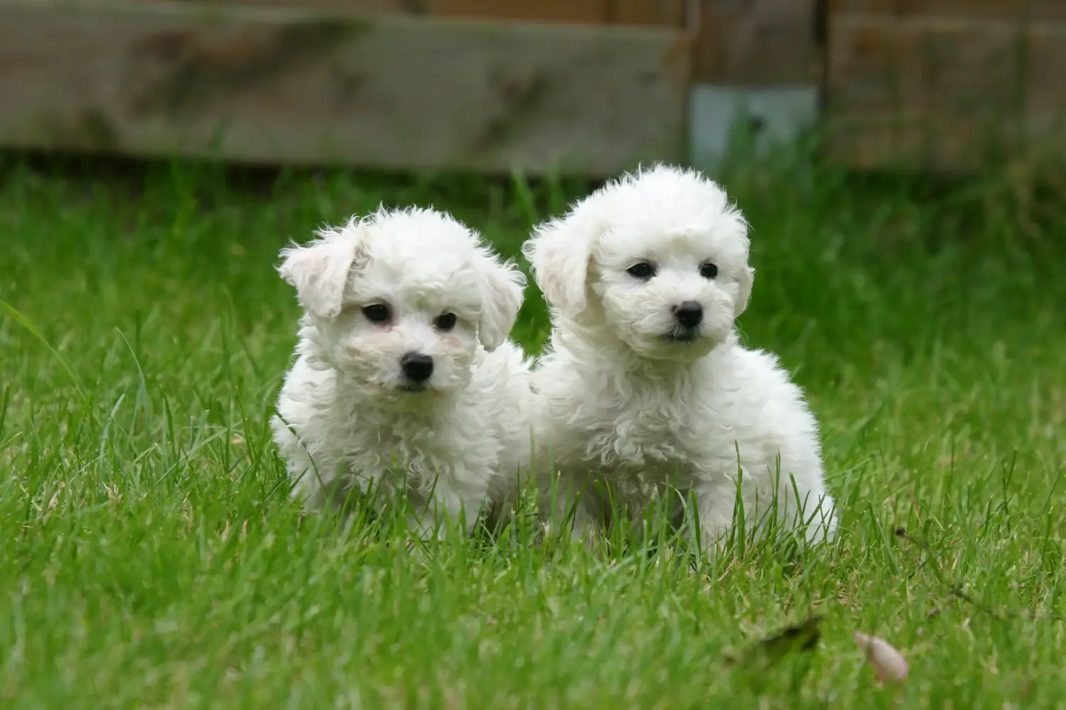 Buying a Bichon Frisé puppy means taking responsibility! Buy Bichon Frisé puppies.