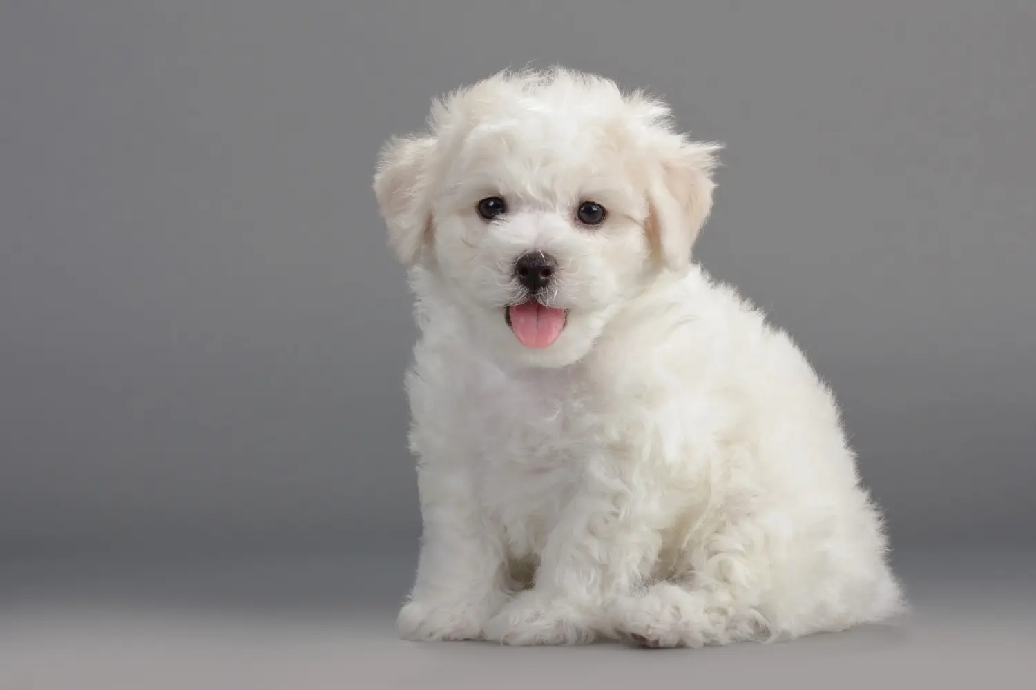 Buying a Bichon Frisé puppy means taking responsibility! Buy Bichon Frisé puppies.
