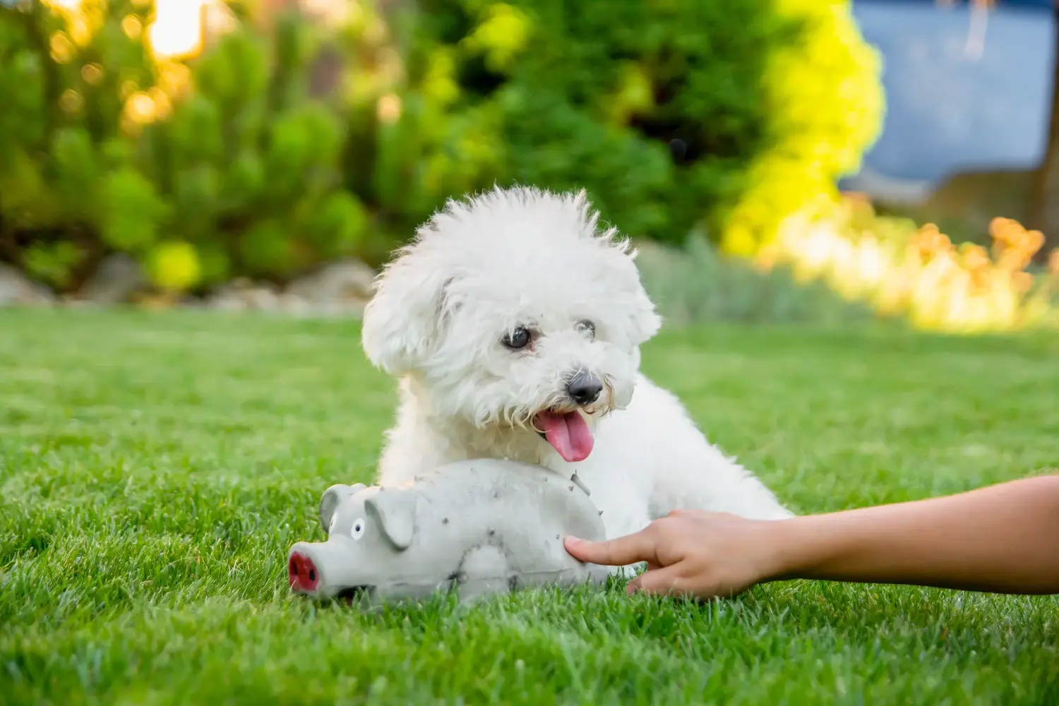 Buying a Bichon Frisé puppy means taking responsibility! Buy Bichon Frisé puppies.