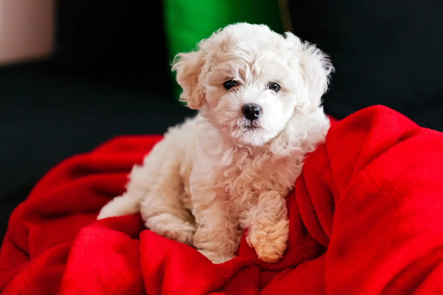 Buying a Bichon Frisé puppy means taking responsibility! Buy Bichon Frisé puppies.