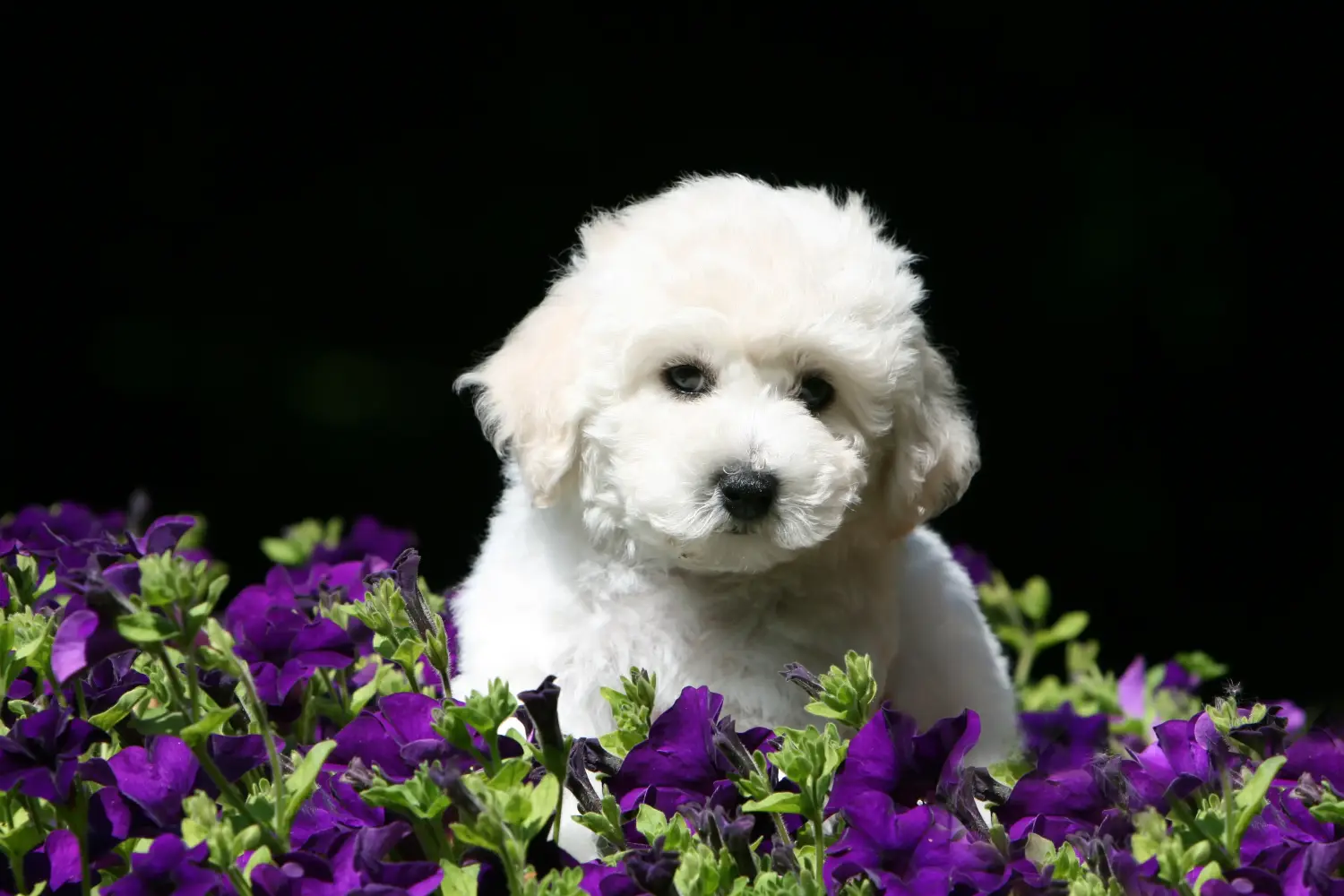 Buying a Bichon Frisé puppy means taking responsibility! Buy Bichon Frisé puppies.