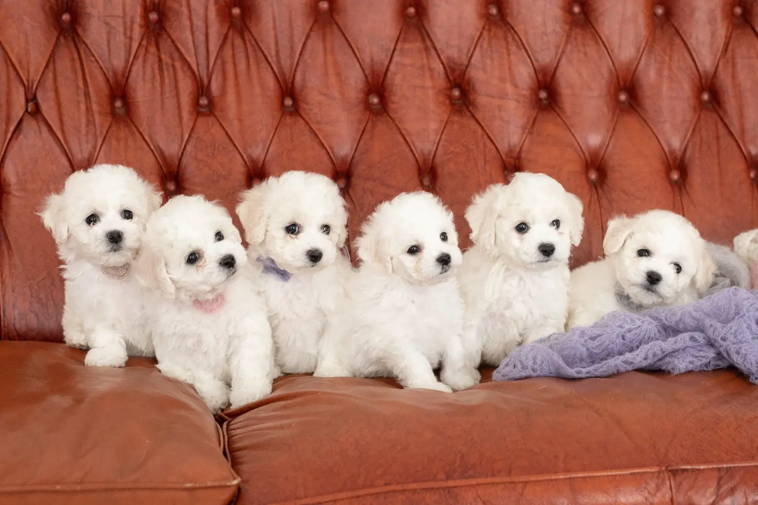 Buying a Bichon Frisé puppy means taking responsibility! Buy Bichon Frisé puppies.