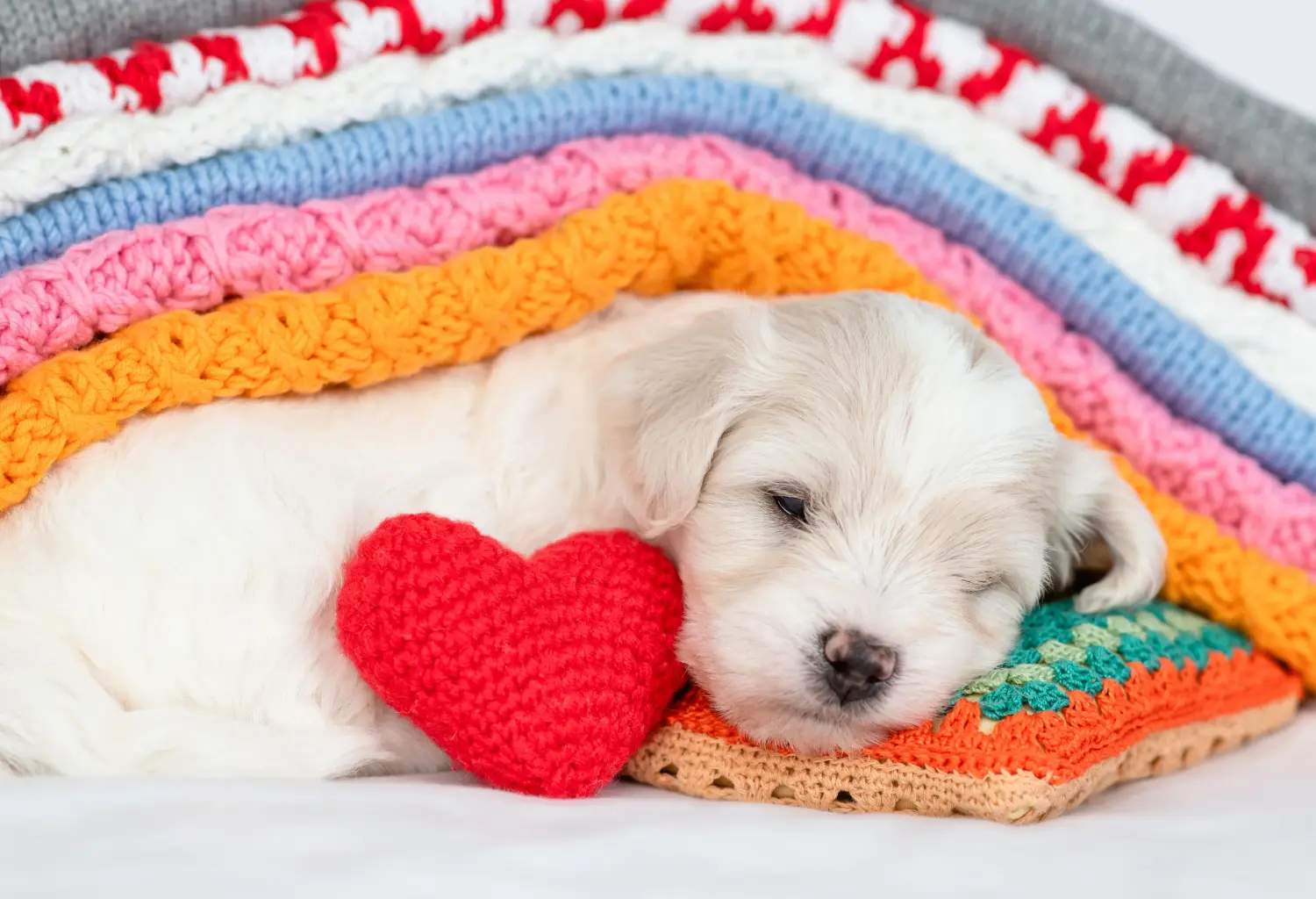 Buying a Bichon Frisé puppy means taking responsibility! Buy Bichon Frisé puppies.