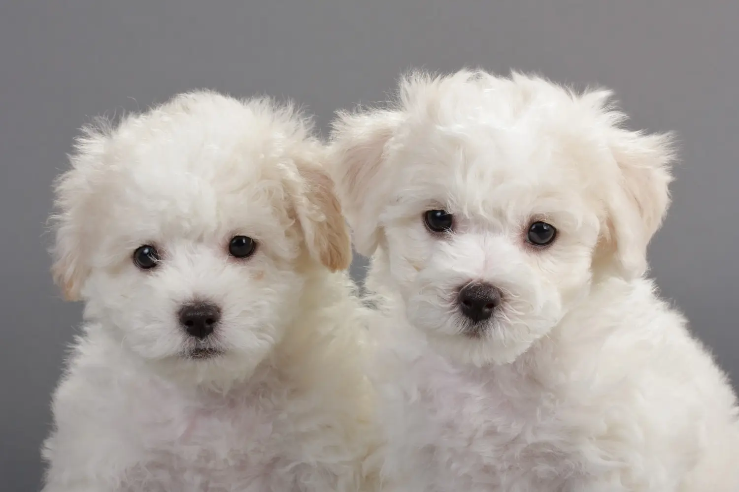 Buying a Bichon Frisé puppy means taking responsibility! Buy Bichon Frisé puppies.