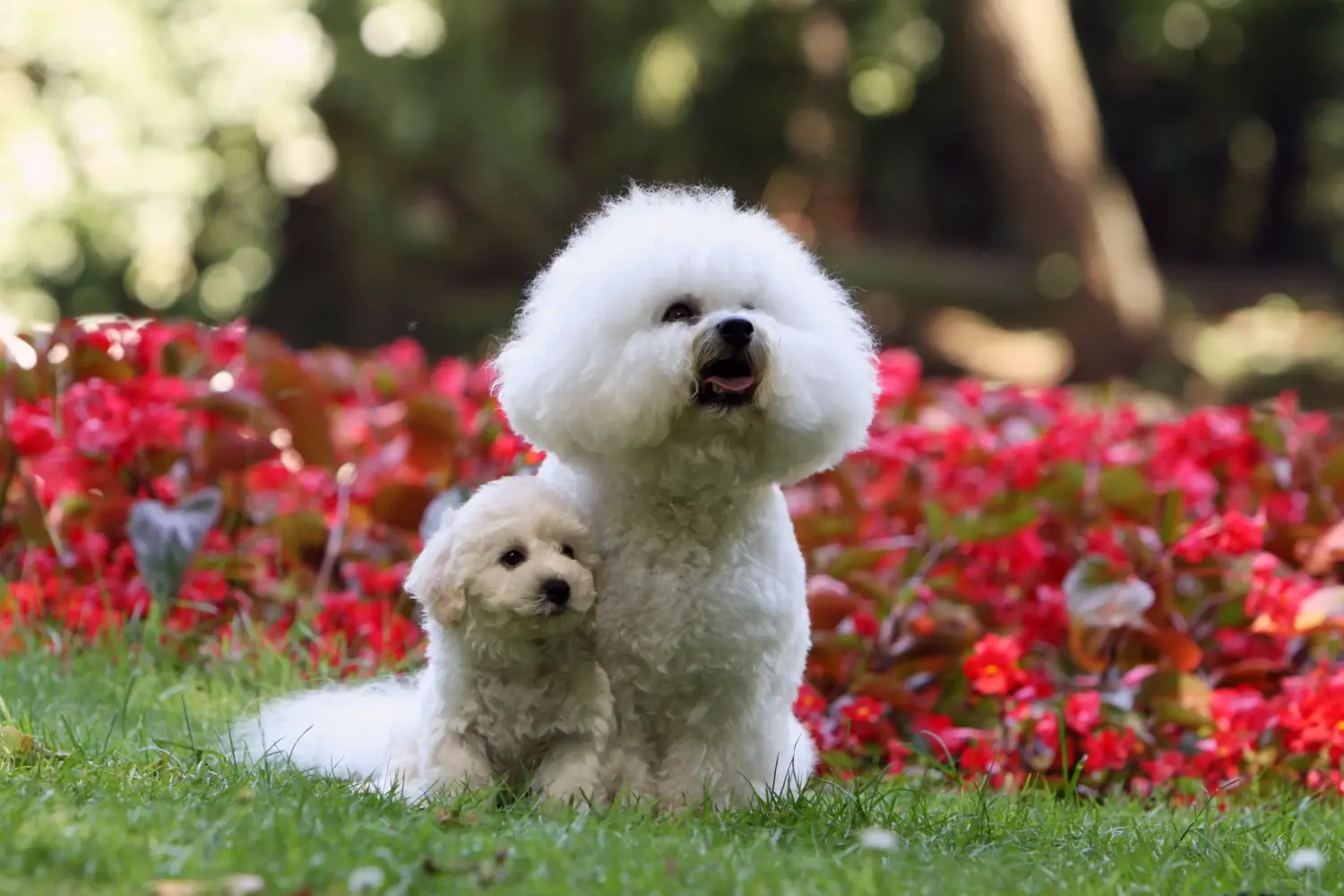 Buying a Bichon Frisé puppy means taking responsibility! Buy Bichon Frisé puppies.