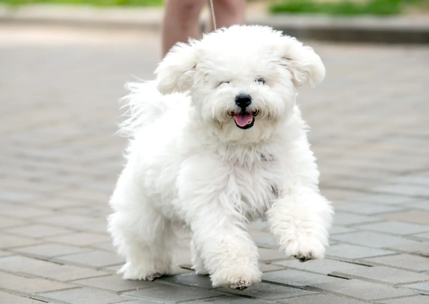 Buying a Bichon Frisé puppy means taking responsibility! Buy Bichon Frisé puppies.