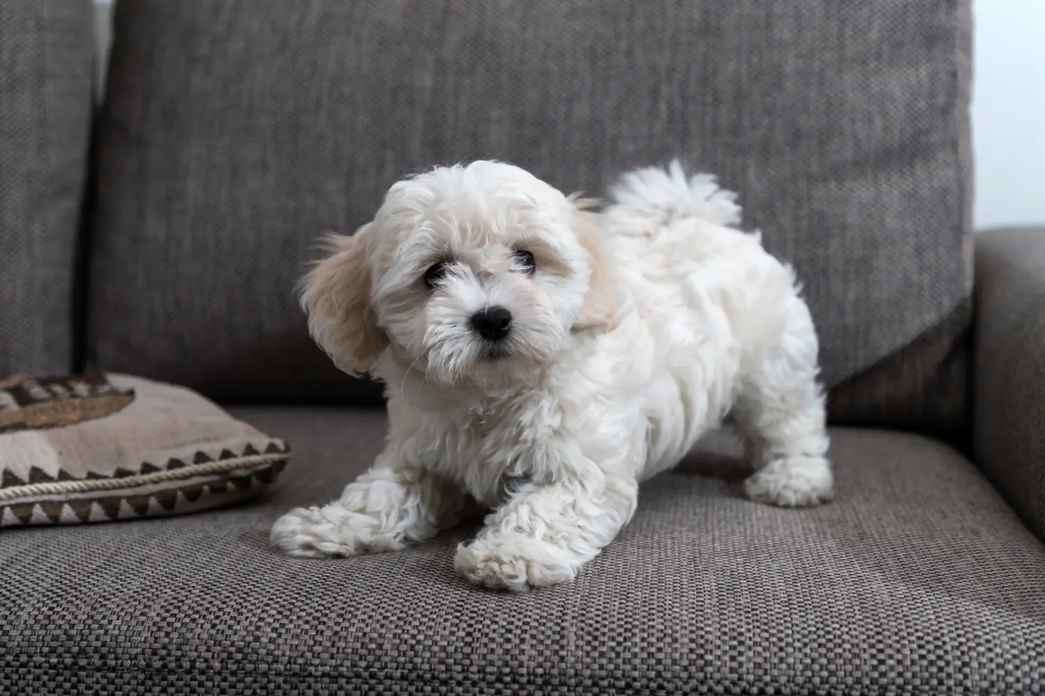 Buying a Bichon Frisé puppy means taking responsibility! Buy Bichon Frisé puppies.