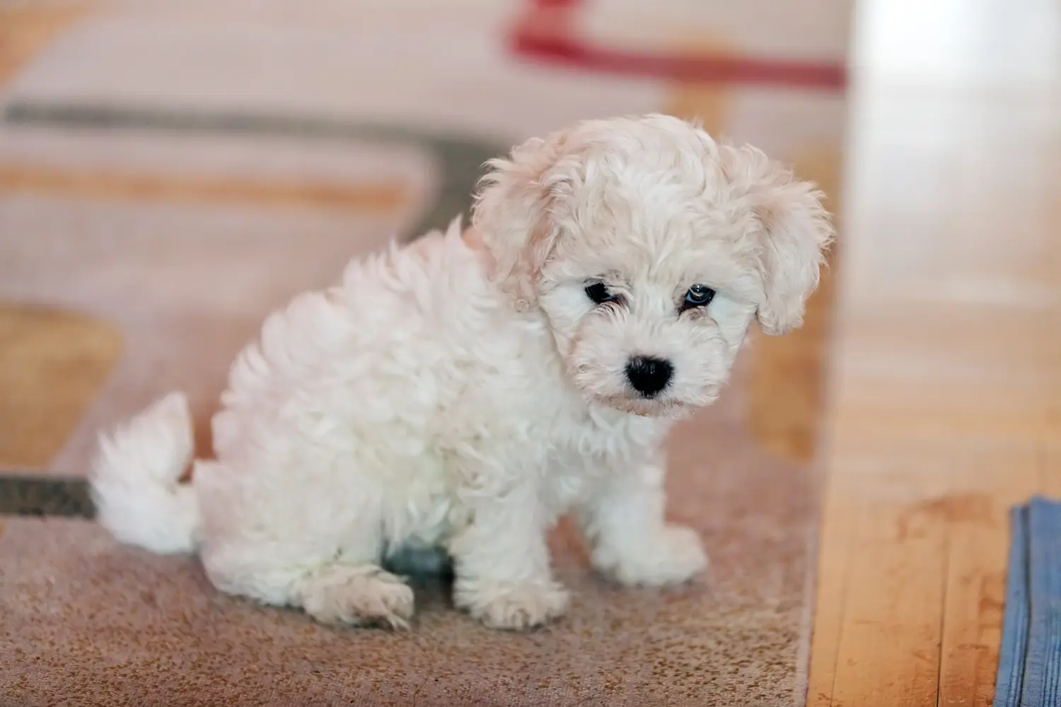 Buying a Bichon Frisé puppy means taking responsibility! Buy Bichon Frisé puppies.
