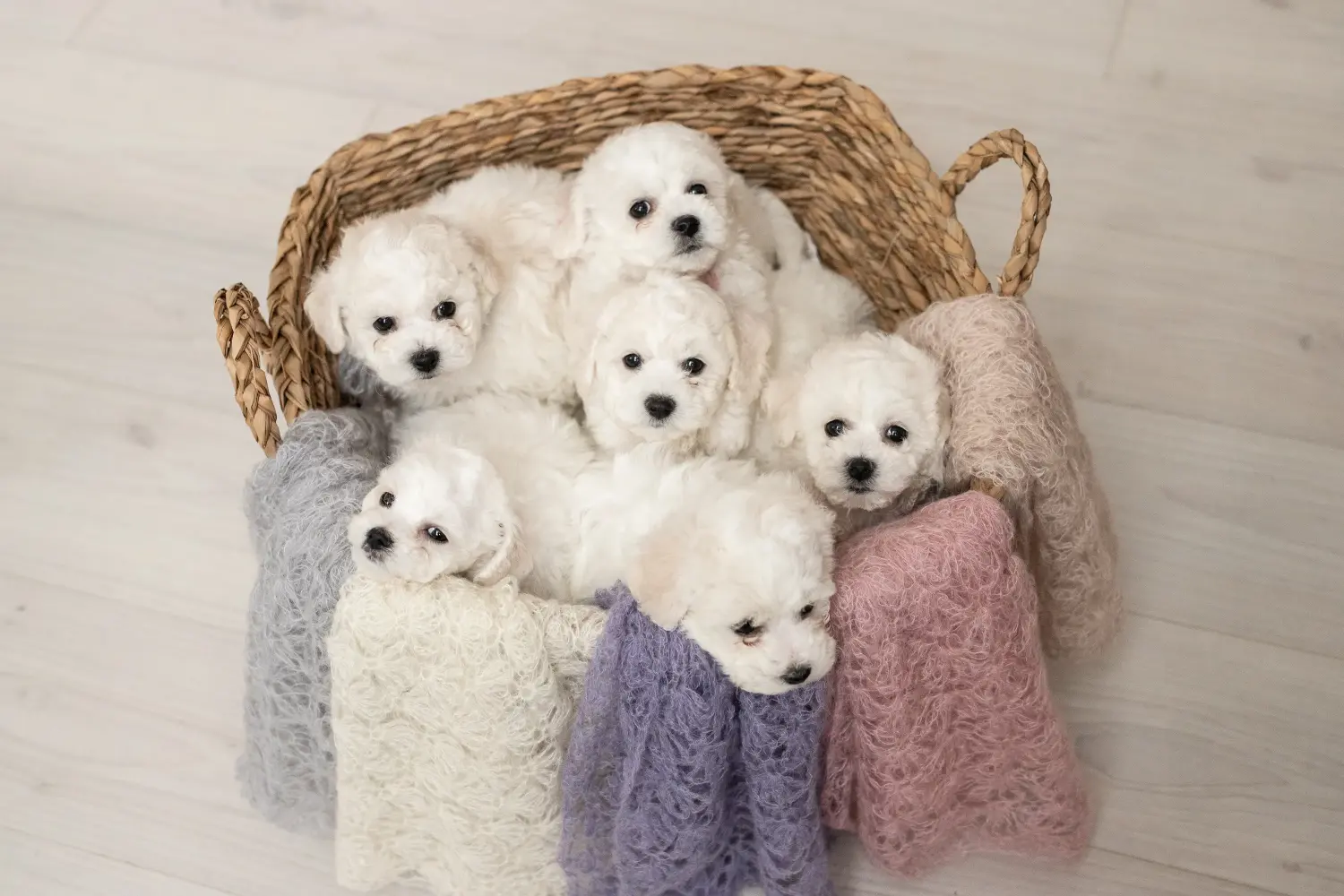 Buying a Bichon Frisé puppy means taking responsibility! Buy Bichon Frisé puppies.