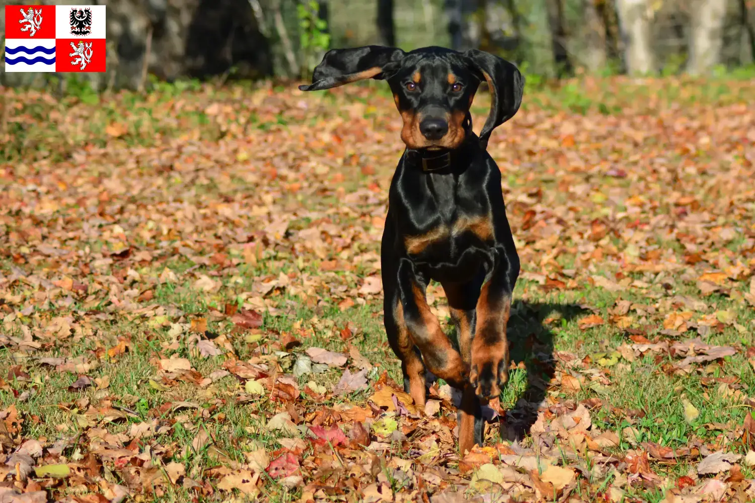 Black and Tan Coonhound puppies and breeders Central Bohemia Find Black and Tan Coonhounds breeders in Central Bohemia.