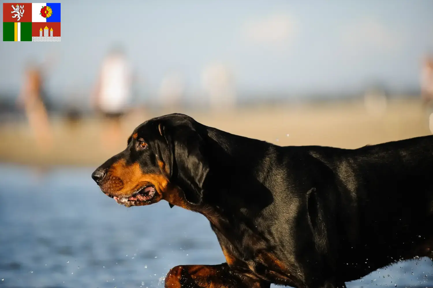 Black and Tan Coonhound puppies and breeders South Bohemia Find Black and Tan Coonhounds breeders in South Bohemia.