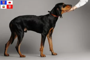 Read more about the article Black and Tan Coonhound breeders and puppies in Vysočina
