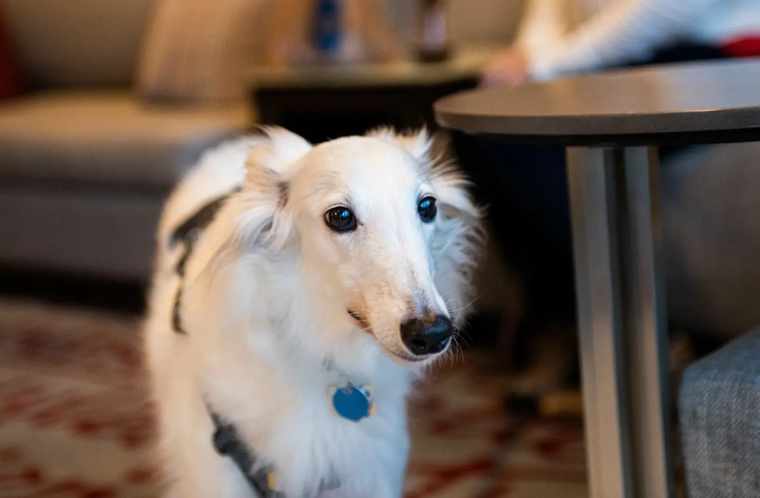 Buying a borzoi puppy means taking responsibility! Buy Borzoi puppies.