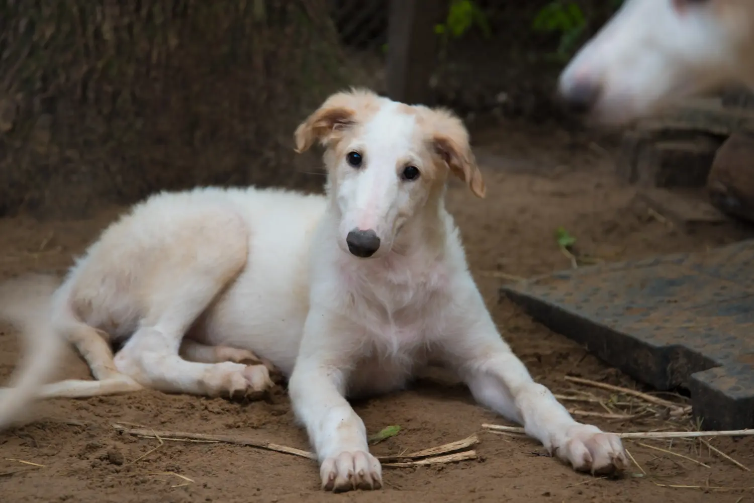 Buying a borzoi puppy means taking responsibility! Buy Borzoi puppies.