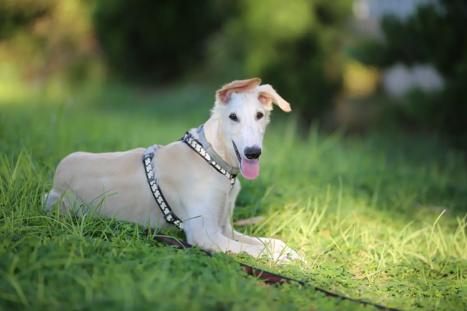 Buying a borzoi puppy means taking responsibility! Buy Borzoi puppies.