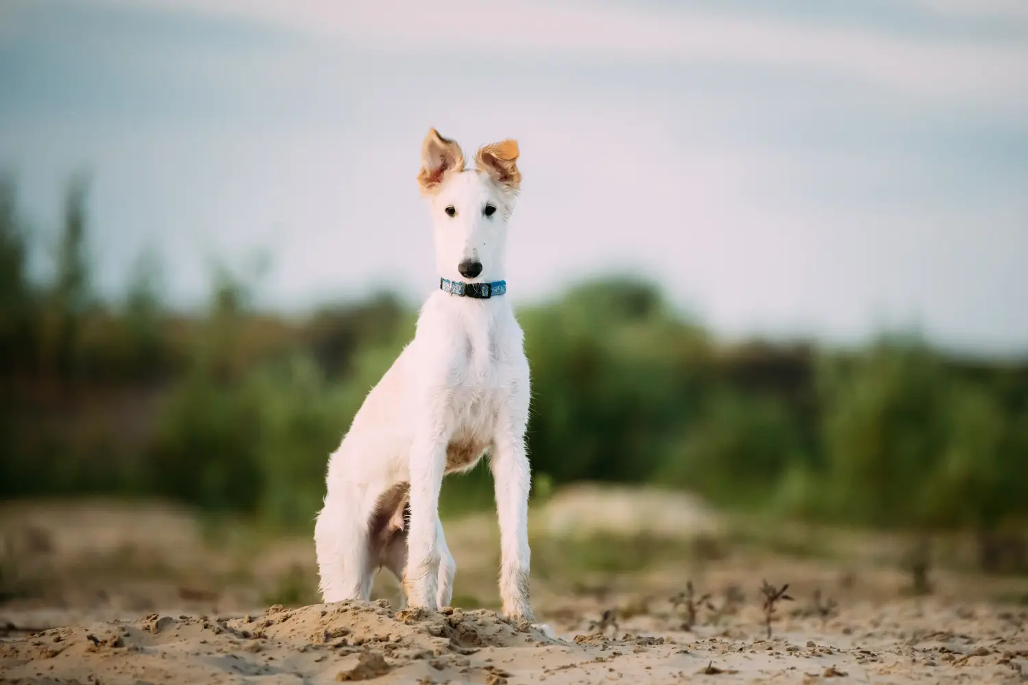 Buying a borzoi puppy means taking responsibility! Buy Borzoi puppies.