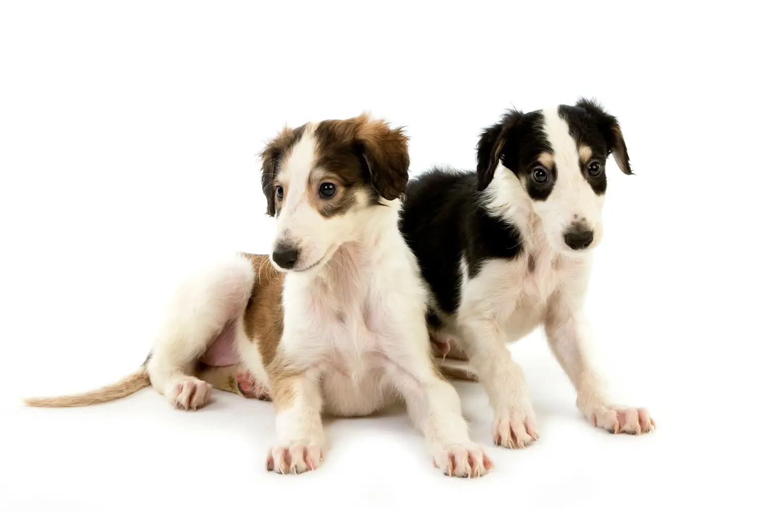 Buying a borzoi puppy means taking responsibility! Buy Borzoi puppies.