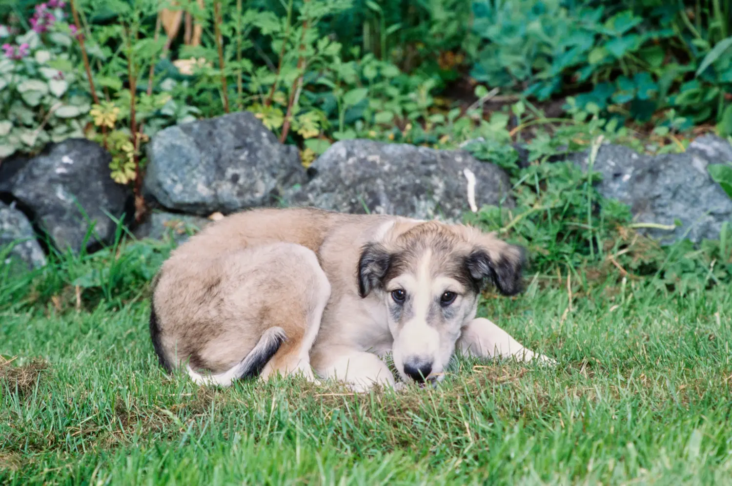 Buying a borzoi puppy means taking responsibility! Buy Borzoi puppies.