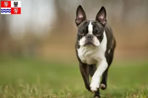 Read more about the article Boston Terrier breeders and puppies in Central Bohemia
