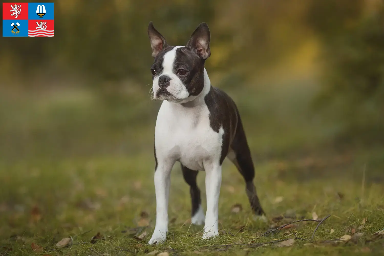 Read more about the article Boston Terrier breeders and puppies in Karlsbad