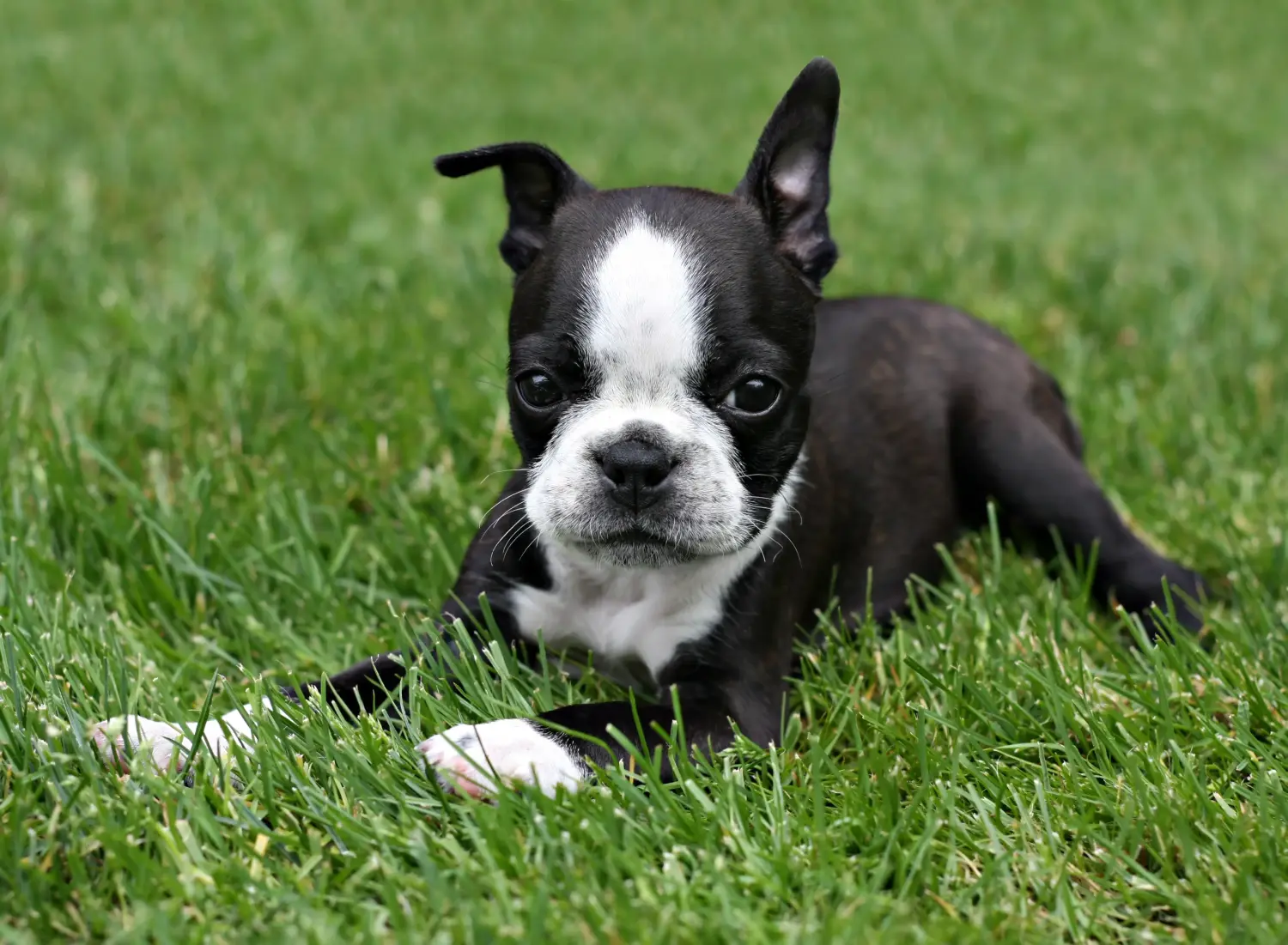 Buying a Boston Terrier puppy means taking responsibility! Buy Boston Terrier puppies.