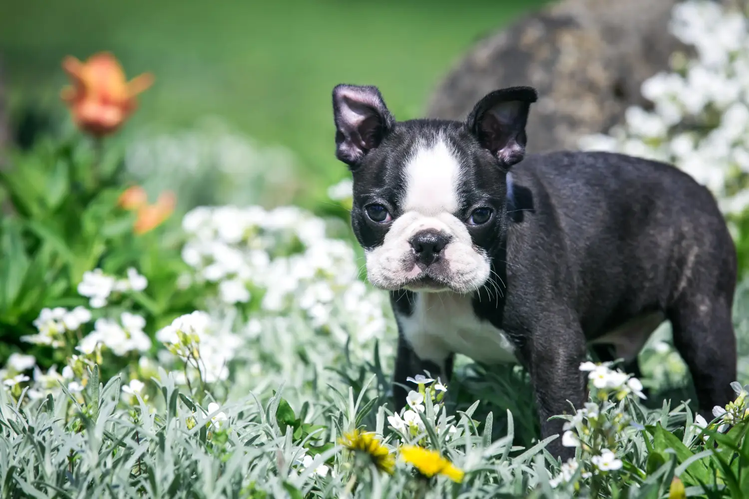 Buying a Boston Terrier puppy means taking responsibility! Buy Boston Terrier puppies.