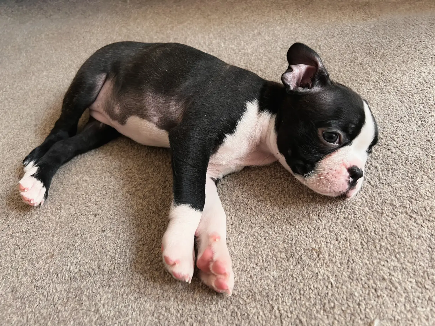 Buying a Boston Terrier puppy means taking responsibility! Buy Boston Terrier puppies.