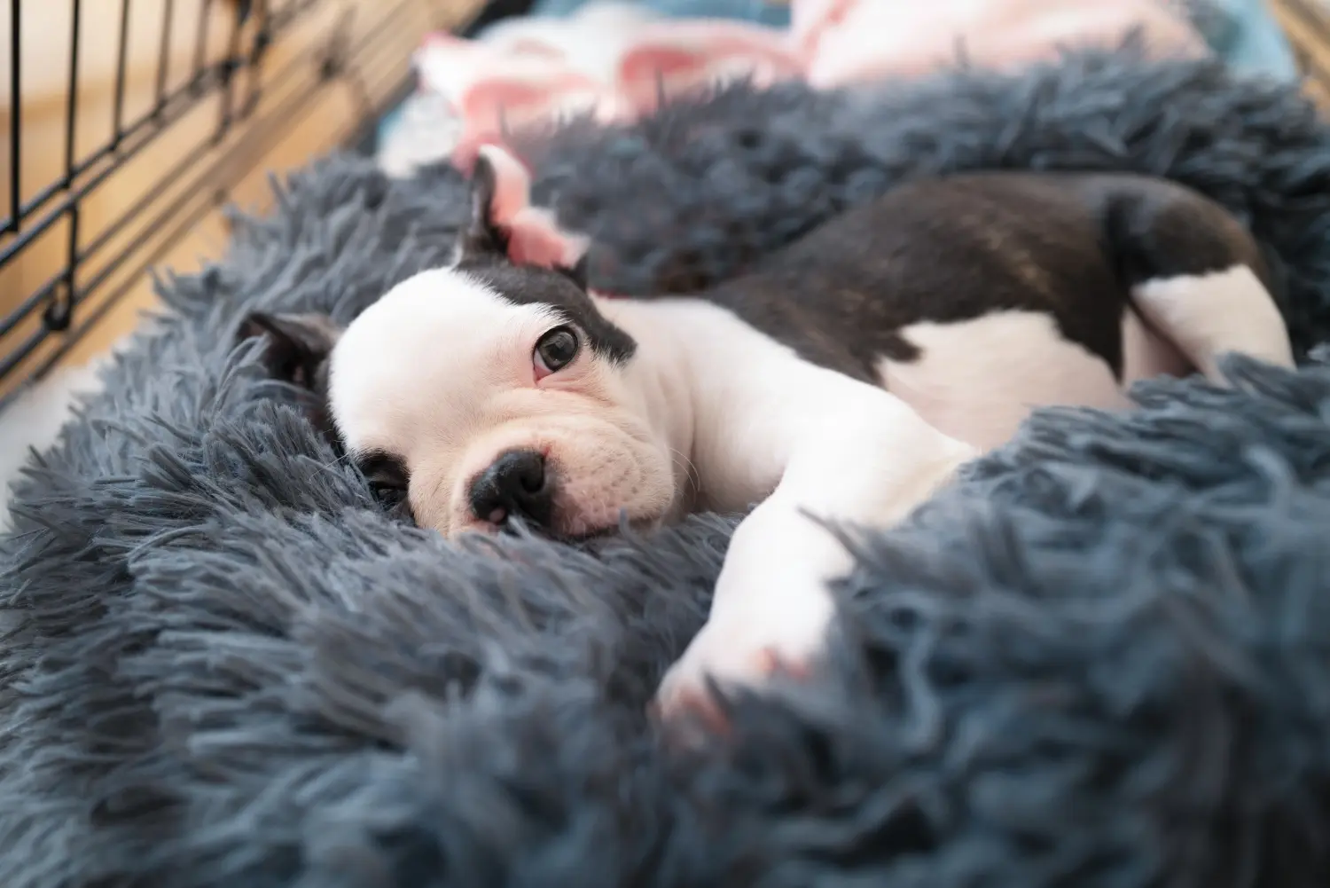 Buying a Boston Terrier puppy means taking responsibility! Buy Boston Terrier puppies.