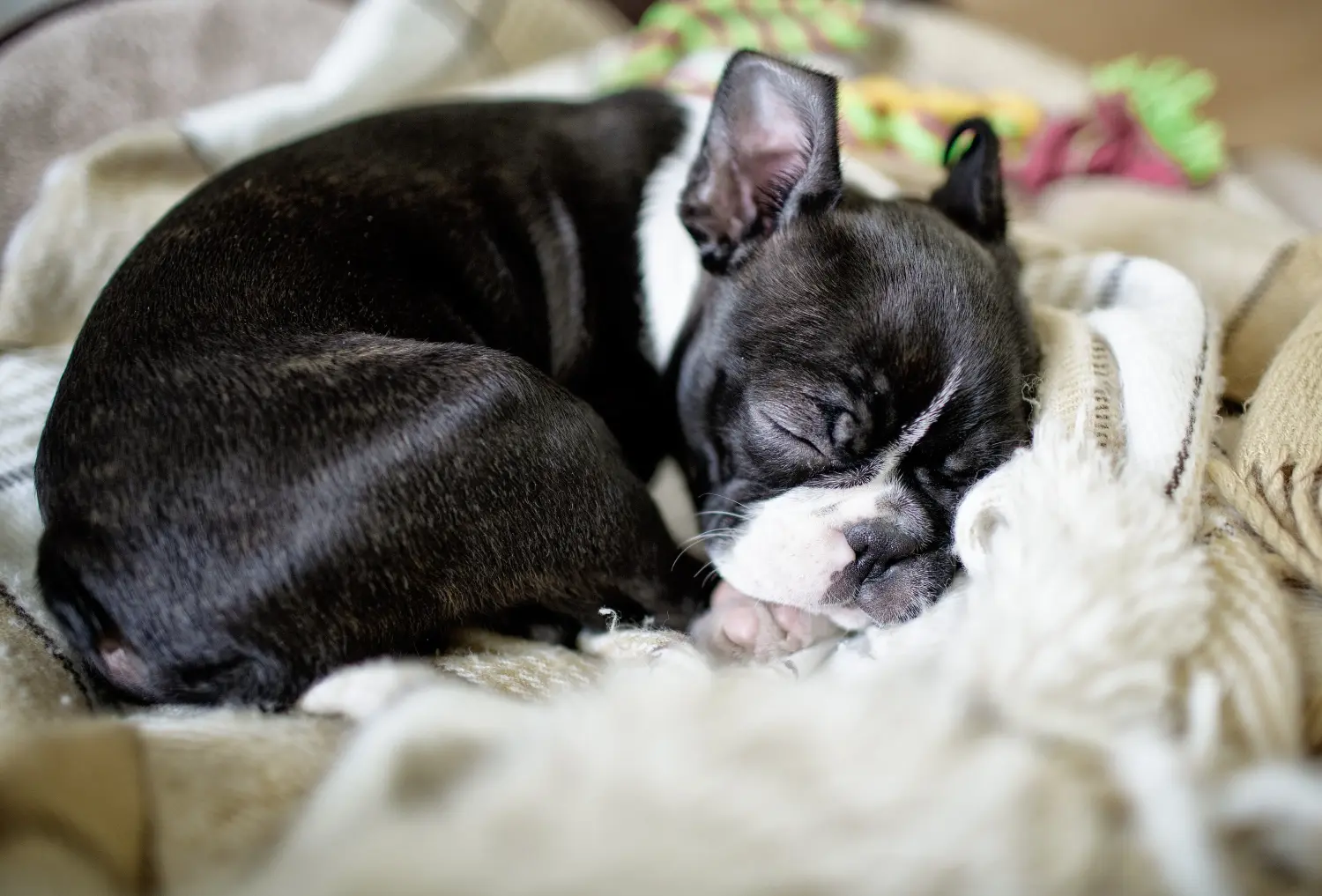Buying a Boston Terrier puppy means taking responsibility! Buy Boston Terrier puppies.