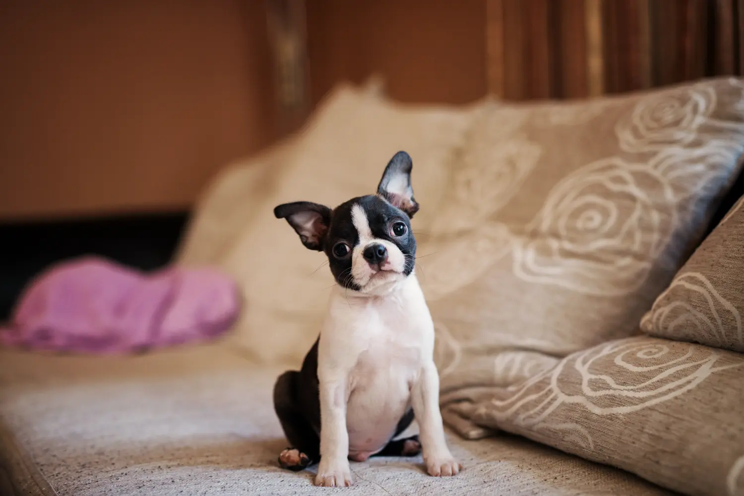Buying a Boston Terrier puppy means taking responsibility! Buy Boston Terrier puppies.