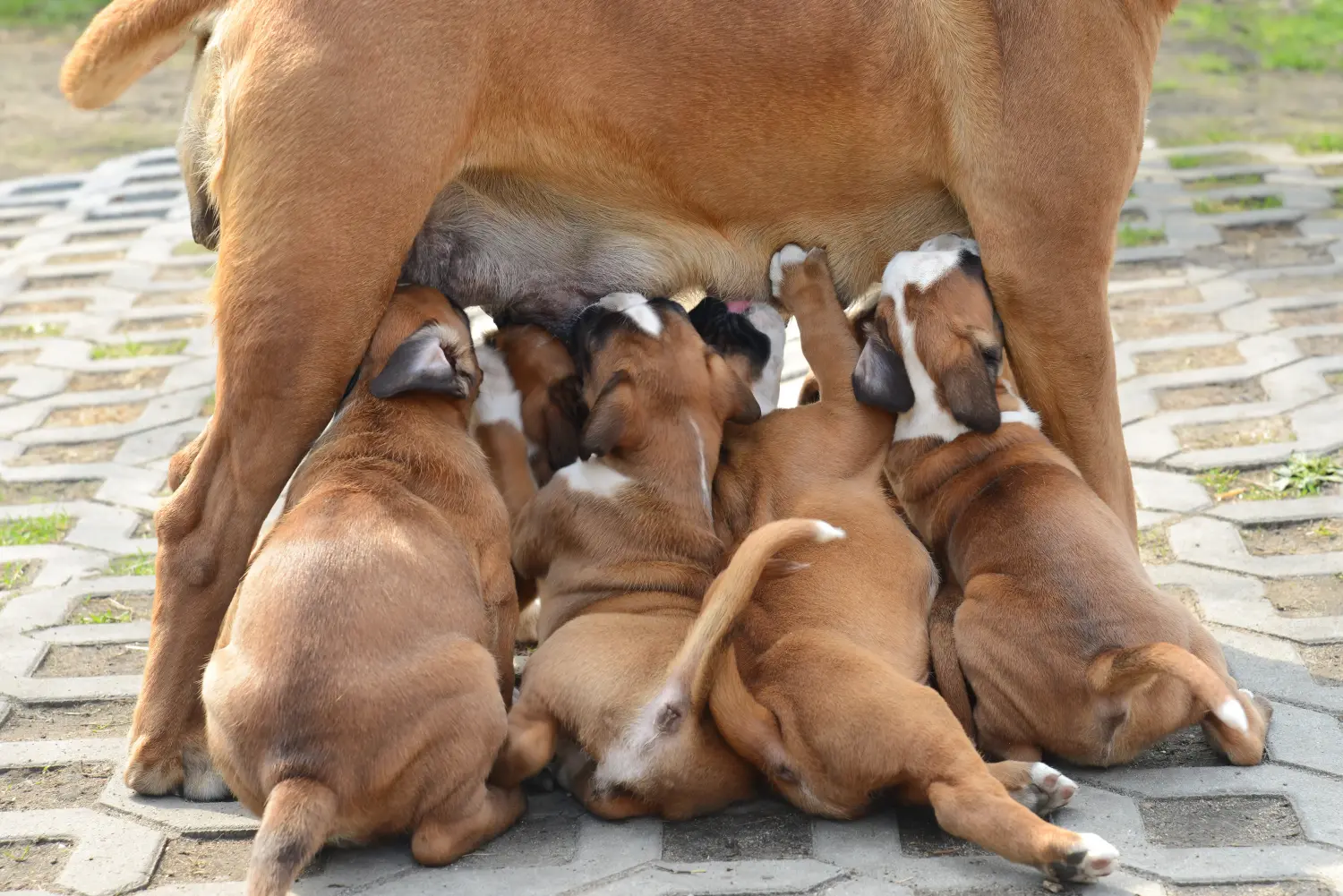 Buying a Boxer puppy means taking responsibility! Buy Boxer puppies.