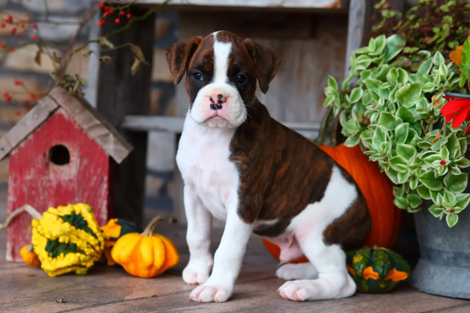 Buying a Boxer puppy means taking responsibility! Buy Boxer puppies.