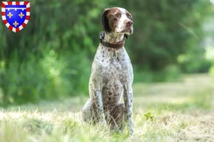 Read more about the article Braque français type Pyrénées breeders and puppies in Centre-Val de Loire