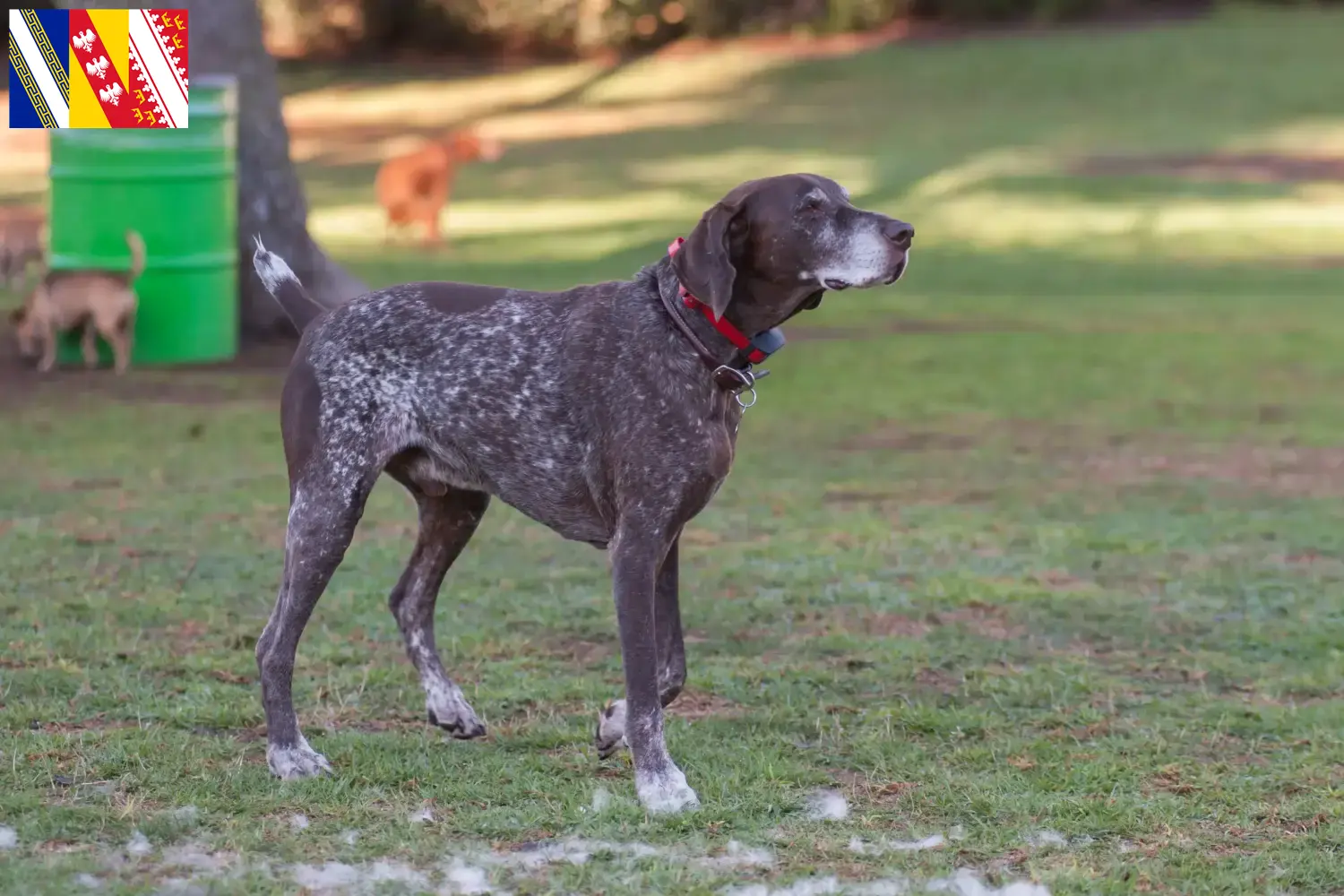 Read more about the article Braque français type Pyrénées breeders and puppies in Grand Est