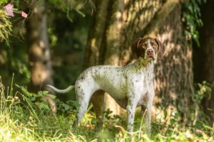 Read more about the article Braque français type Pyrénées breeders and puppies in Hovedstaden