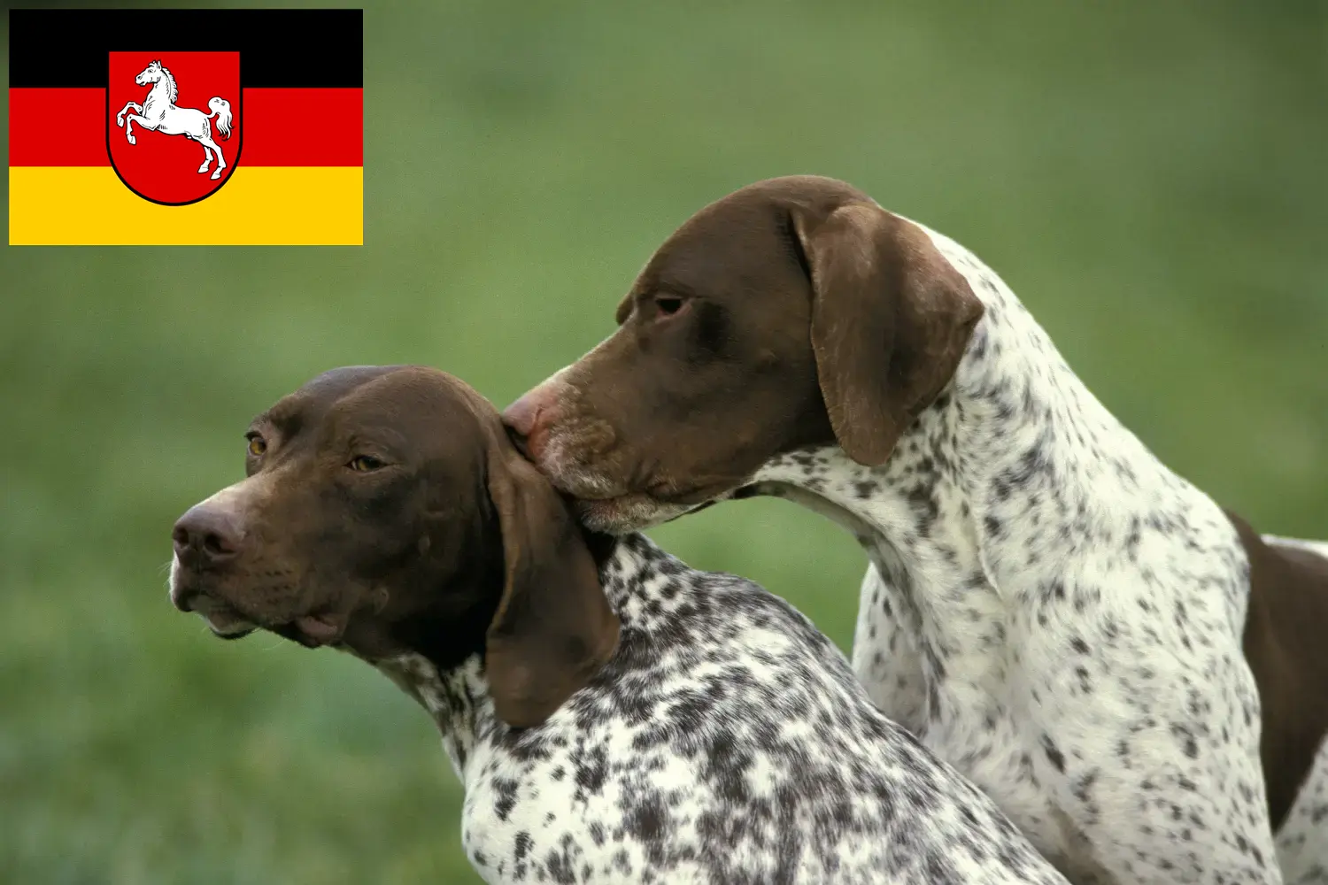 Braque français type Pyrénées puppies and breeders Lower Saxony Find Braque français type Pyrénées breeders in Lower Saxony.