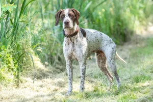 Read more about the article Braque français type Pyrénées breeders and puppies in Midtjylland