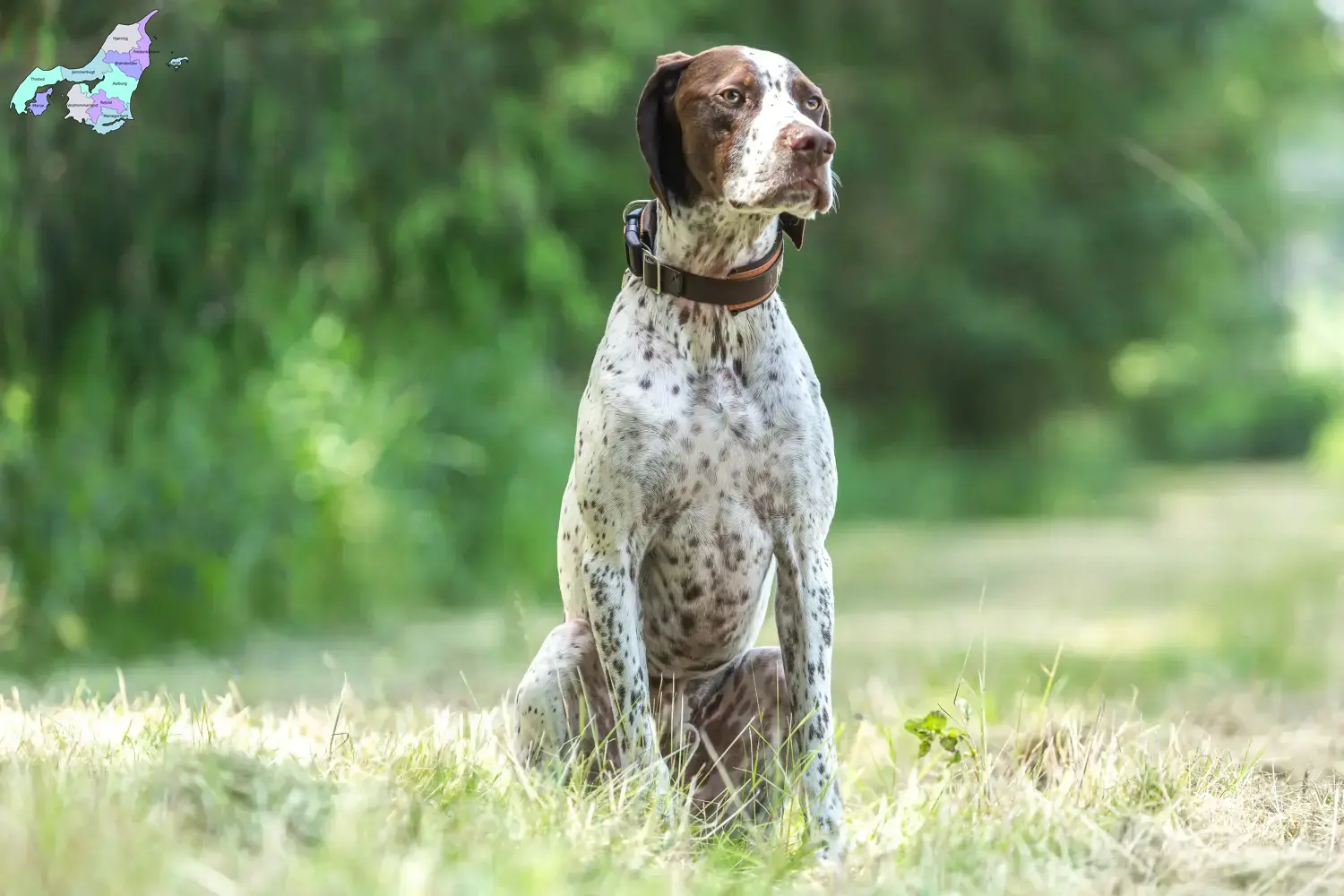 Read more about the article Braque français type Pyrénées breeders and puppies in Nordjylland