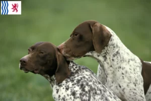 Read more about the article Braque français type Pyrénées breeders and puppies in Nouvelle-Aquitaine