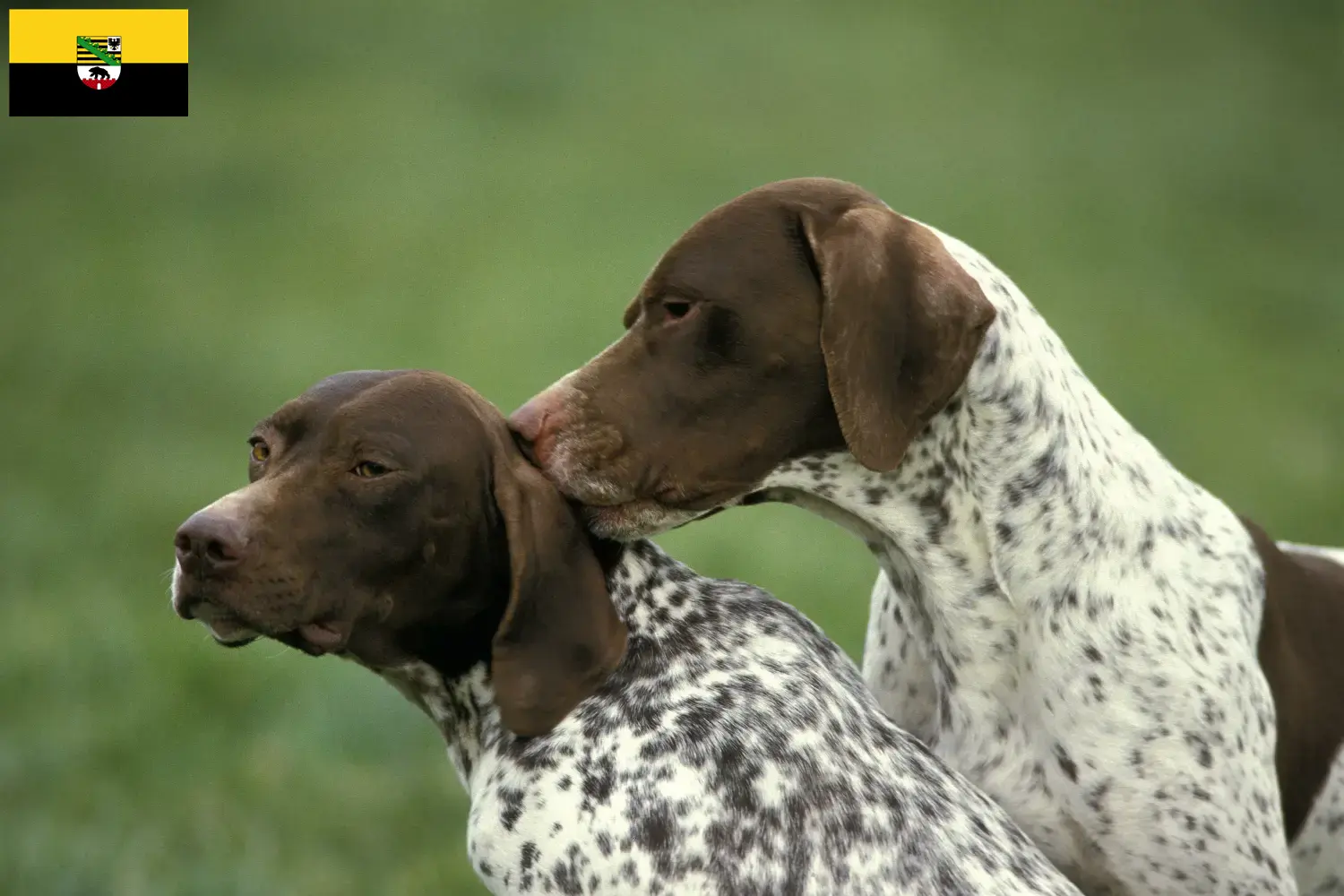 Braque français type Pyrénées puppies and breeders Saxony-Anhalt Find Braque français type Pyrénées breeders in Saxony-Anhalt.
