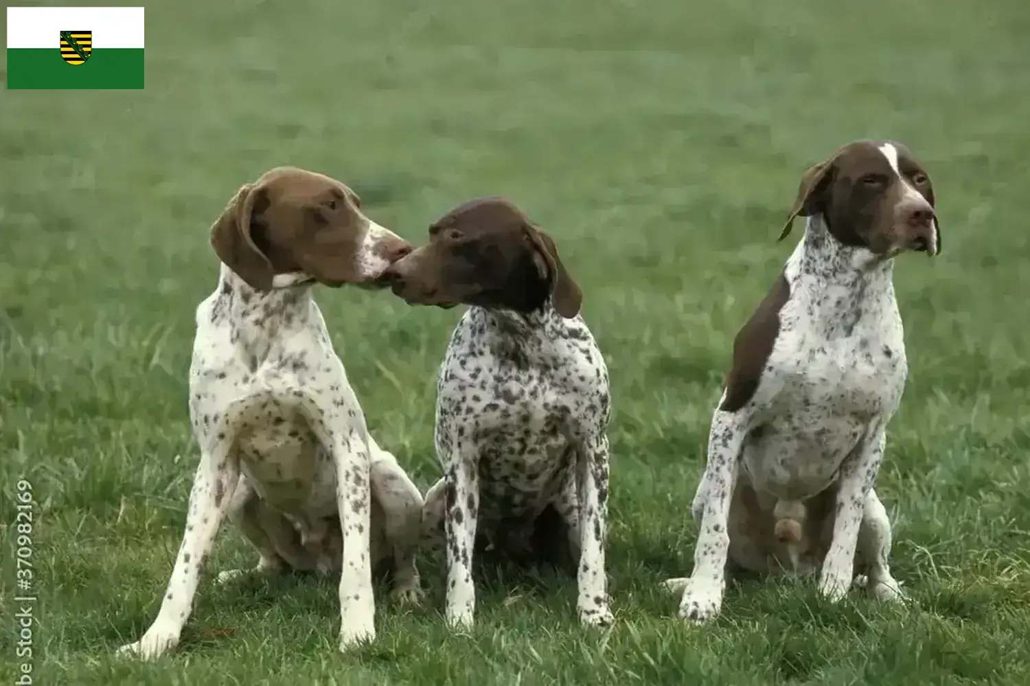 Braque français type Pyrénées puppies and breeders Saxony Here you will find Braque français type Pyrénées breeders in Saxony.